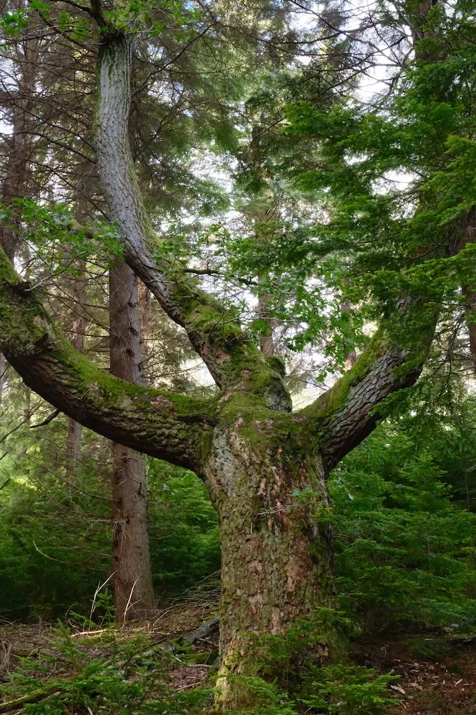 meet a tree in Holystone woods Coquetdale Northumberland