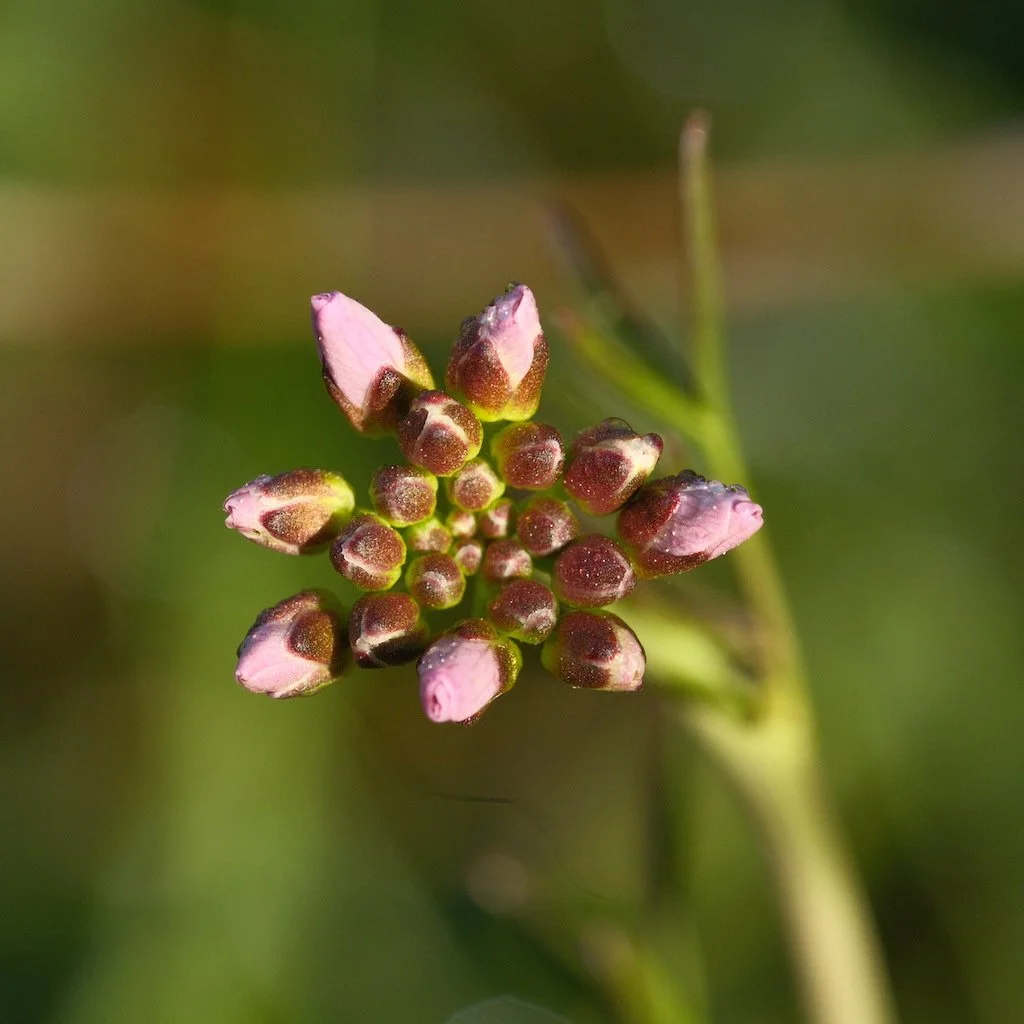 DSCF3133.JPG