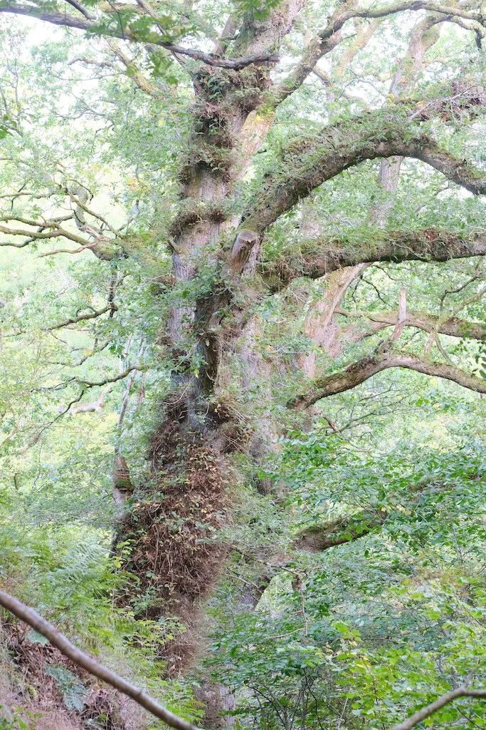 large tree covered with ivy in early autumn