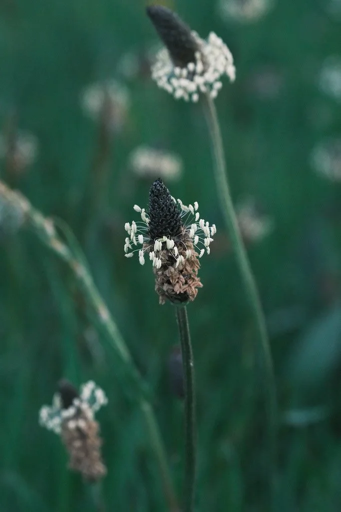 DSCF3396.JPG