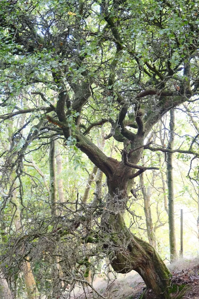 old gnarly and twisty charactful tree in woodland during autumn
