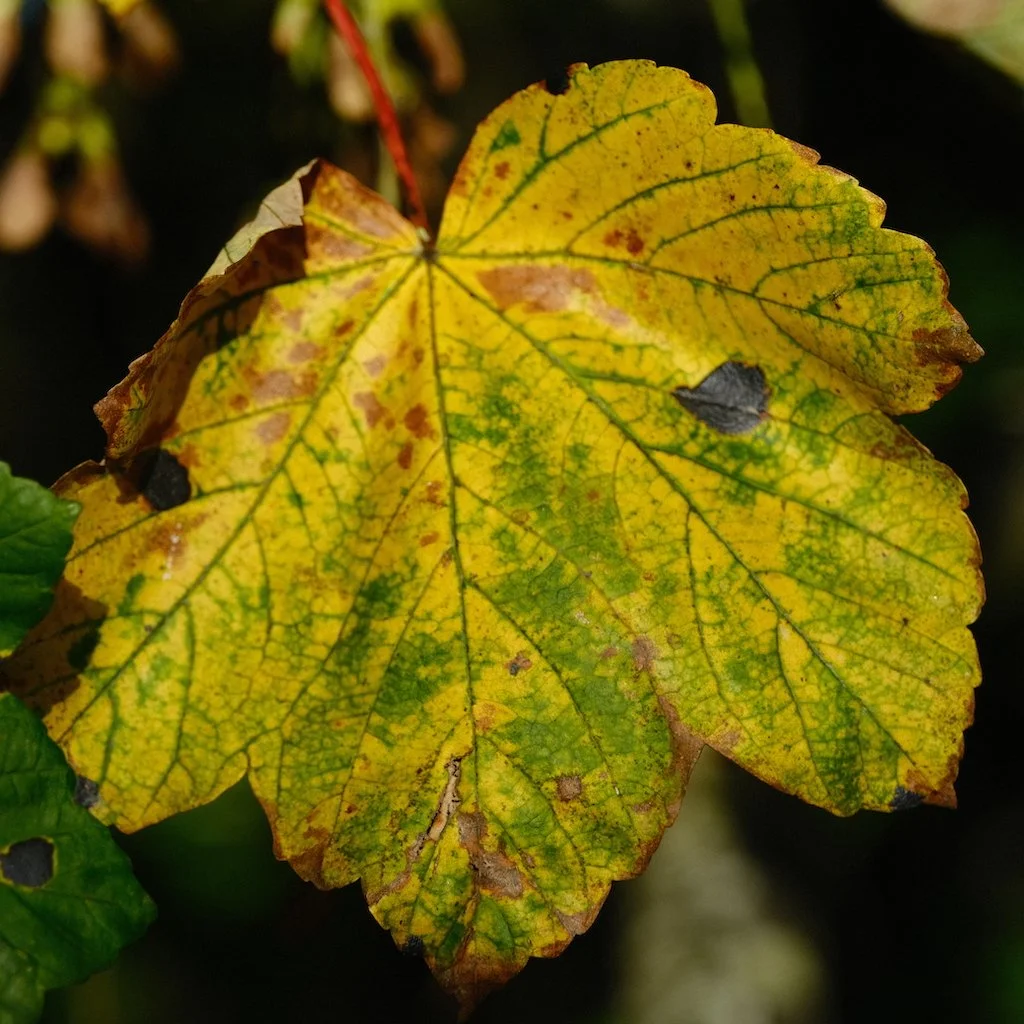 DSCF0793.JPG