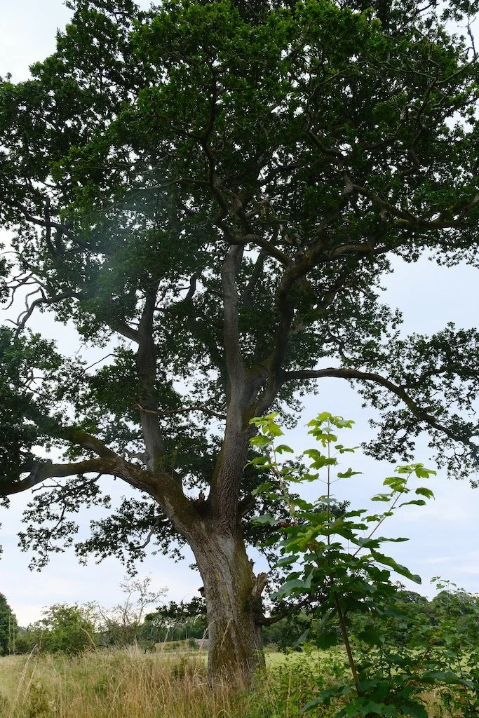 meet a tree in kielder forest and northumberland