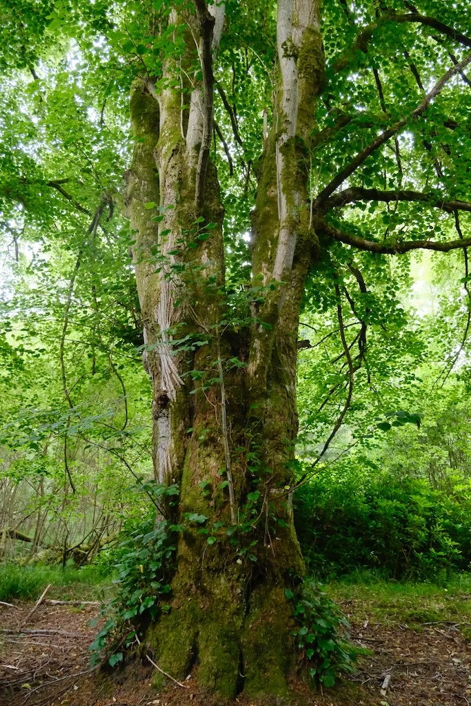 tree within sidwood kielder forest