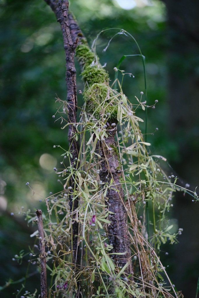 DSCF0130.JPG
