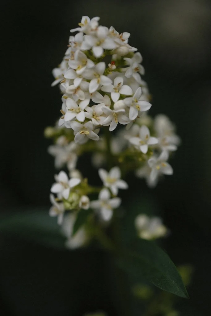 DSCF4050.JPG