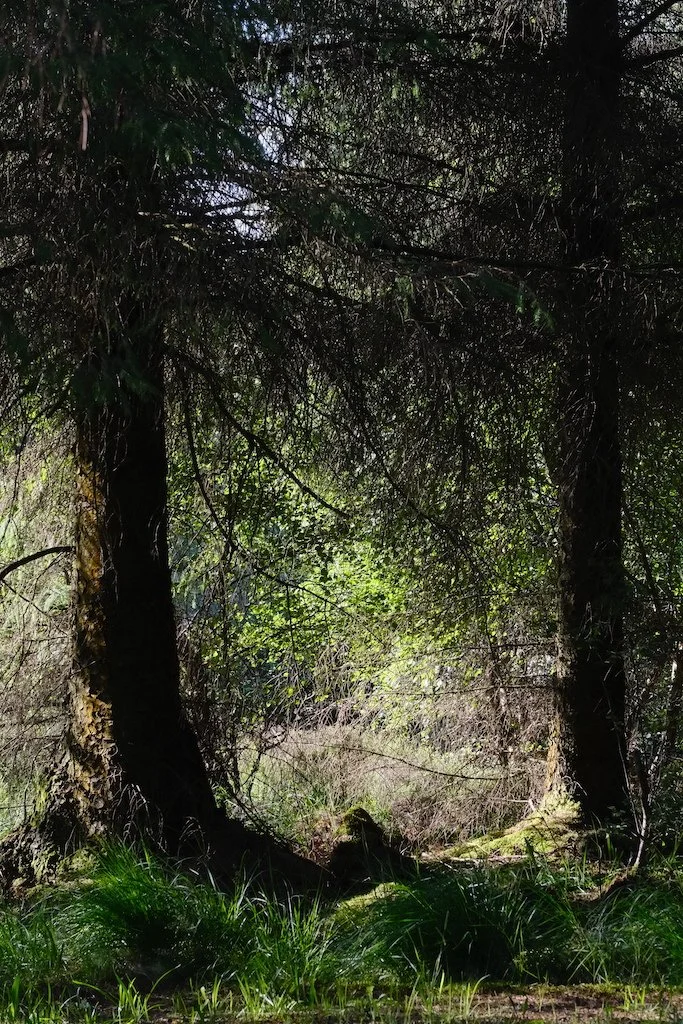 woodland summer view of natural light filtering through trees