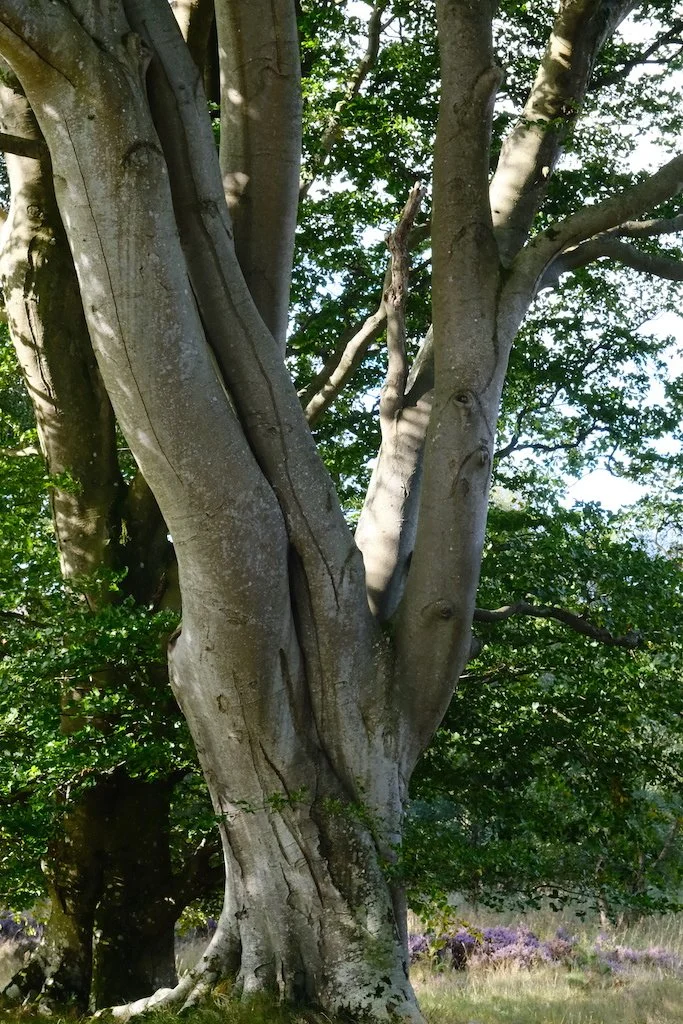 meet a tree in Holystone woods Coquetdale Northumberland