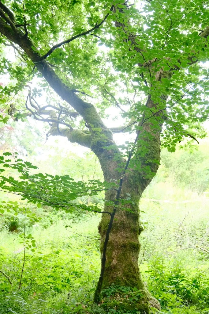 tree within sidwood kielder forest
