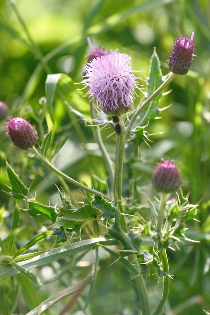 DSCF4015.JPG
