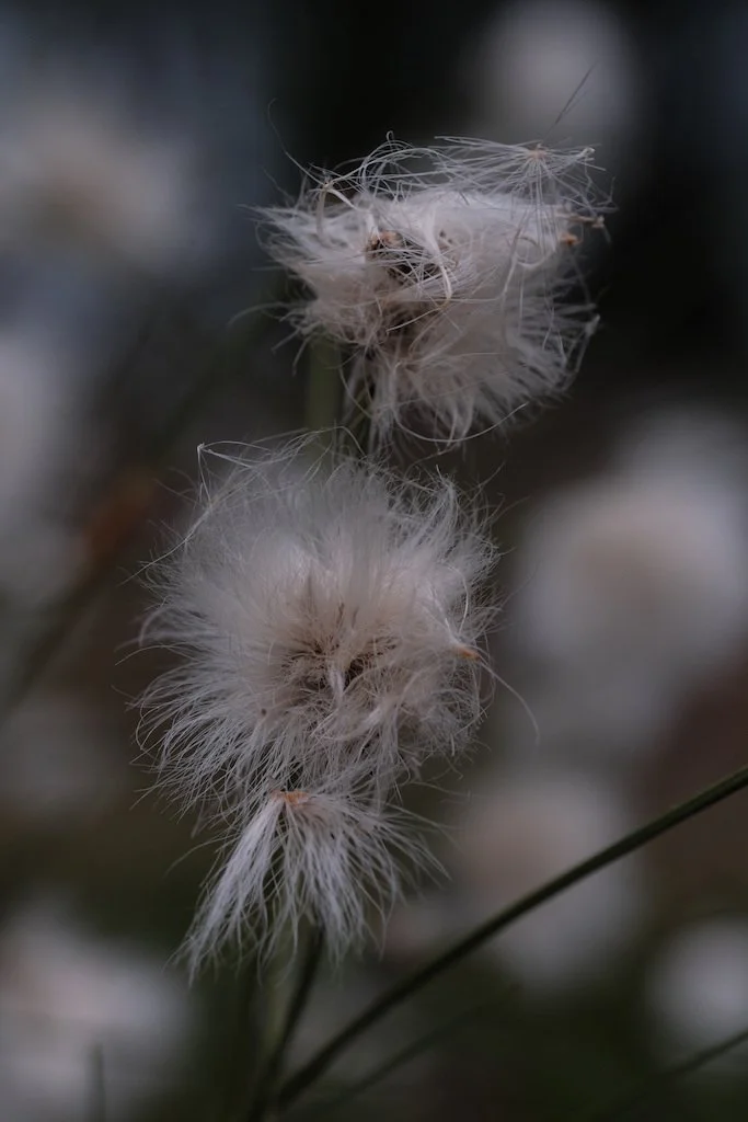 DSCF3471.JPG