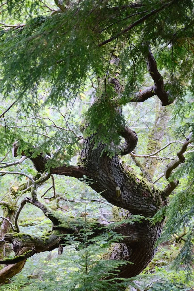 meet a tree in Holystone Woods Coquetdale Northumberland
