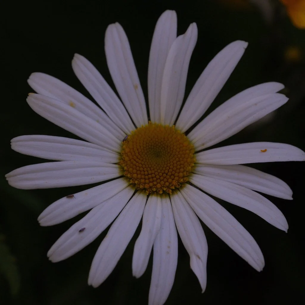 DSCF3832.JPG