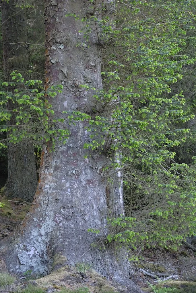 large pine tree base in early spring kielder forest