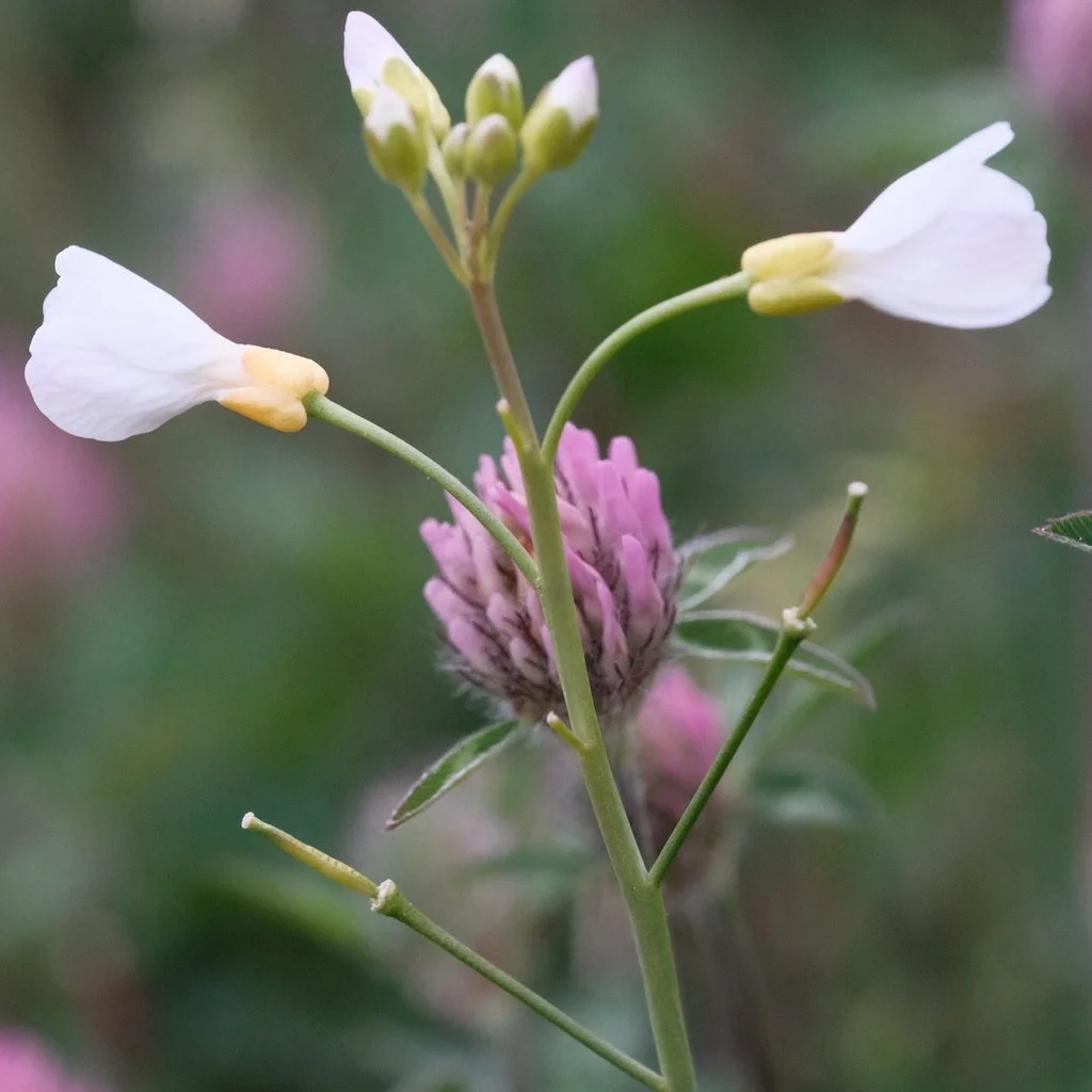 DSCF3455.JPG