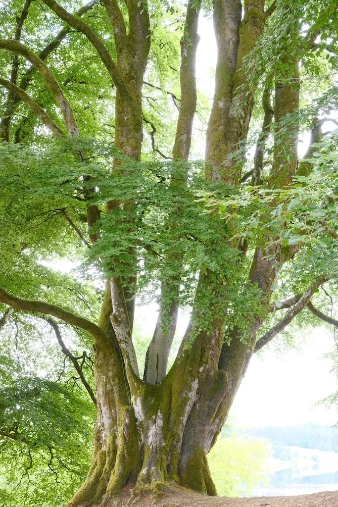 summer tree image