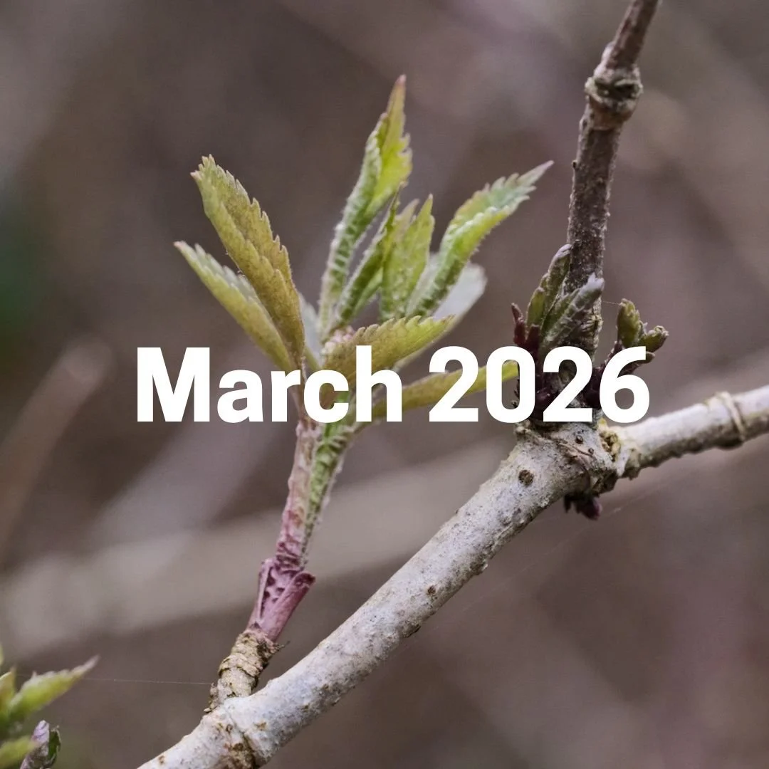 March 2026