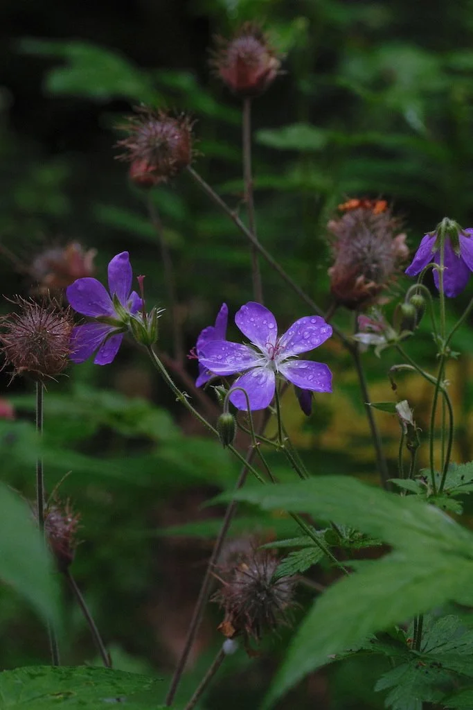 DSCF3974.JPG
