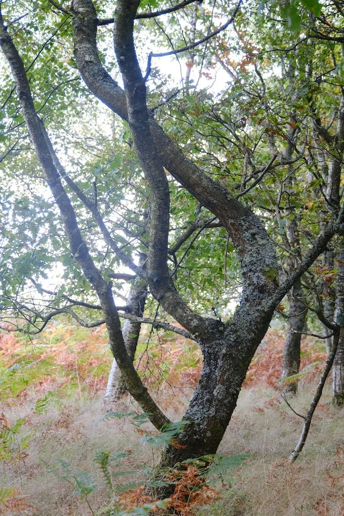 small sweeping tree encrusted with lichen in a autumn setting