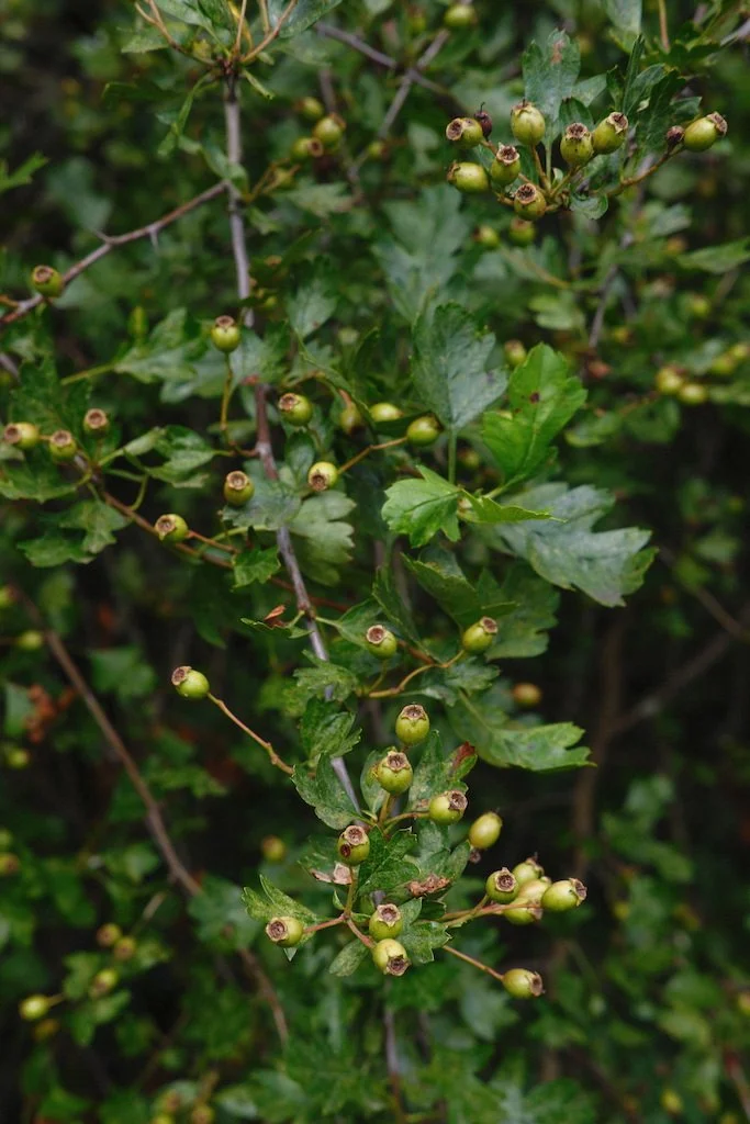 DSCF4124.JPG