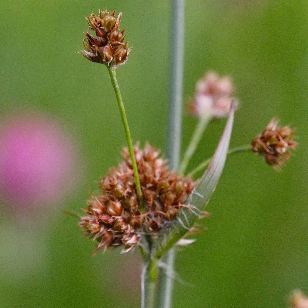 DSCF3773.JPG