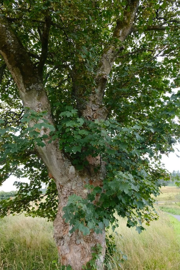 meet a tree in kielder forest and northumberland
