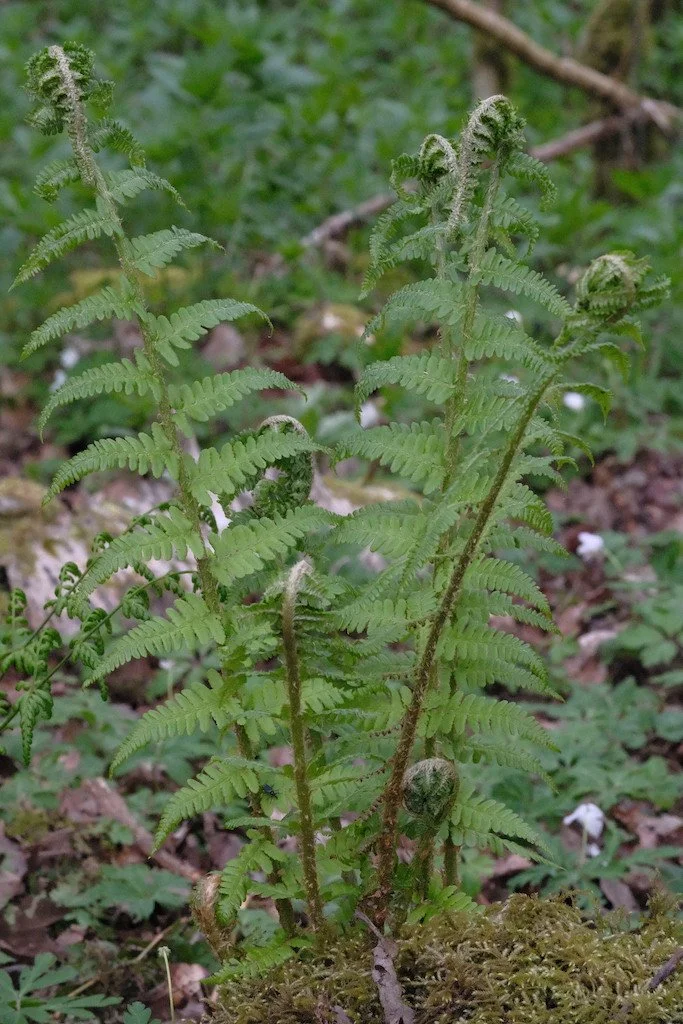 DSCF3292.JPG