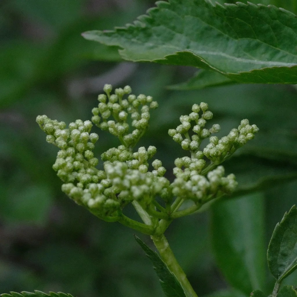 DSCF3273.JPG