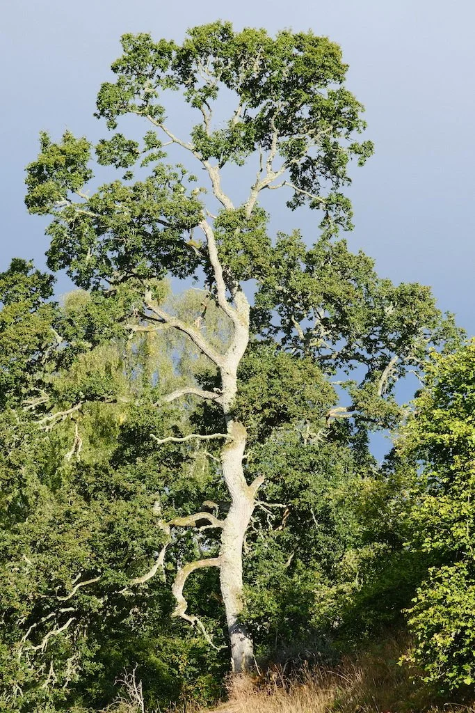 meet a tree in Holystone woods Coquetdale Northumberland