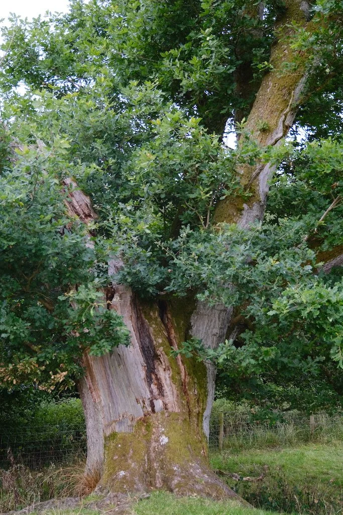 meet a tree in kielder forest and northumberland