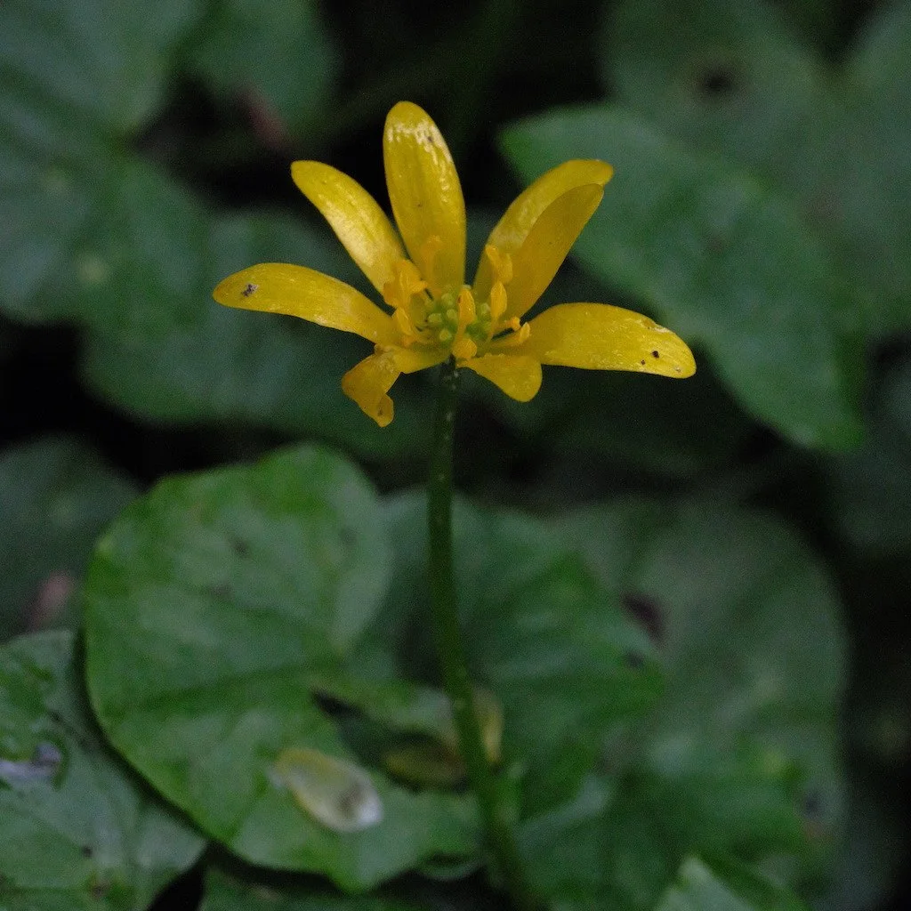 DSCF3276.JPG