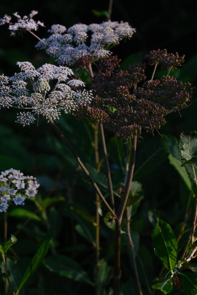 DSCF0291.JPG