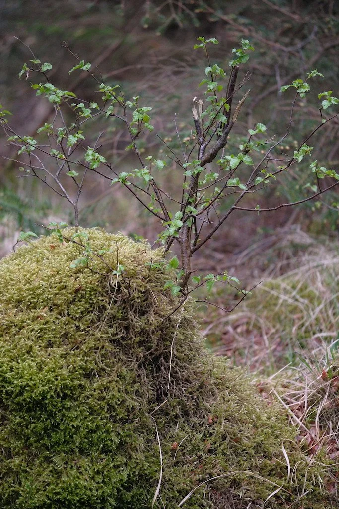 DSCF3225.JPG