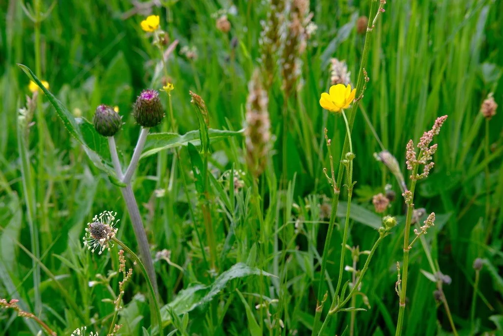 DSCF3531.JPG