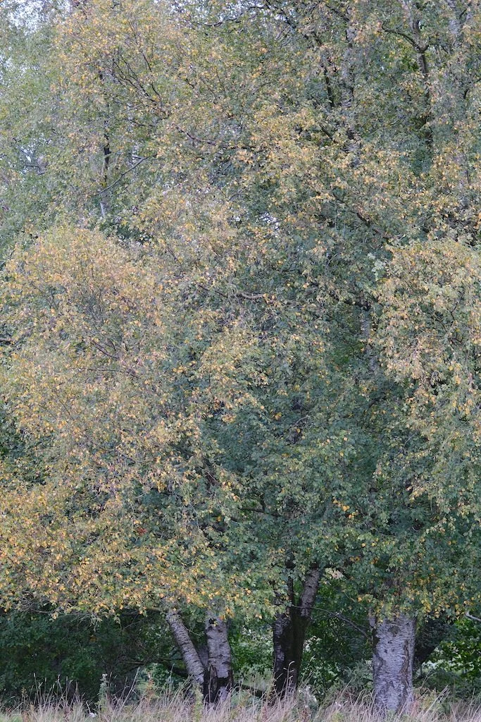 tall birch trees with leaves turning golden
