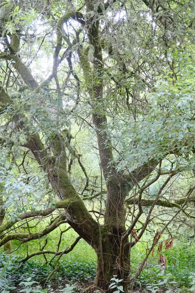 tree within sidwood kielder forest