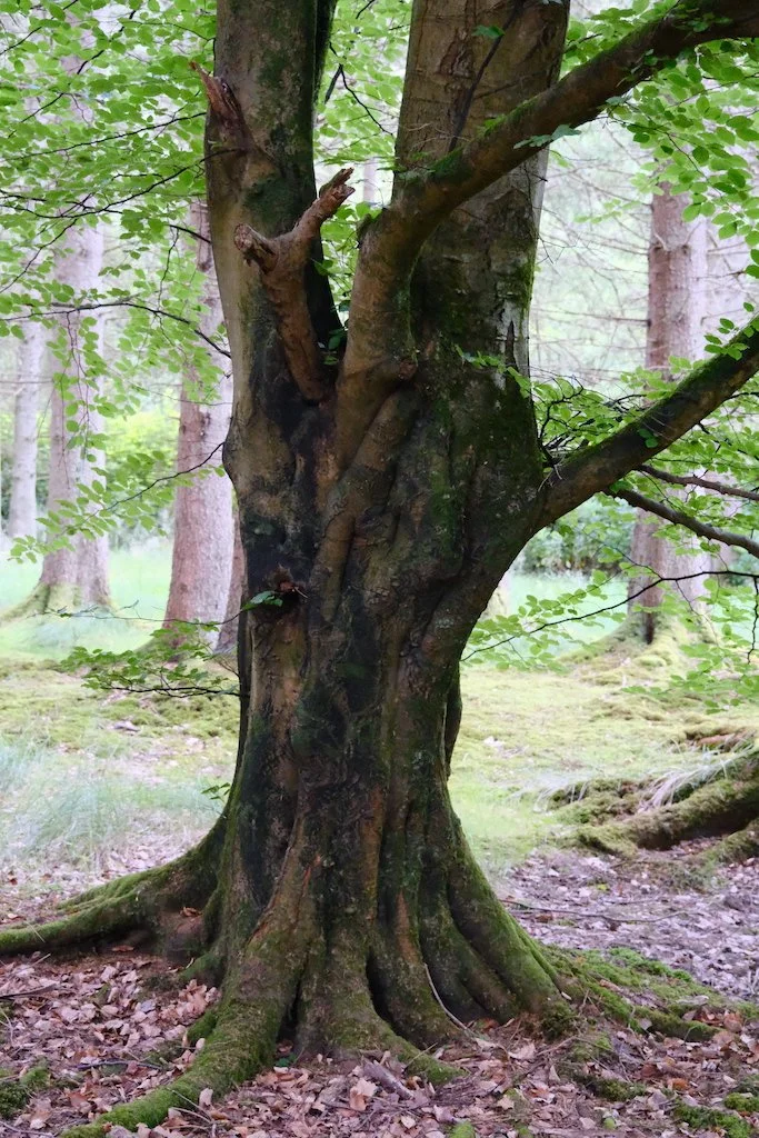 tree within sidwood kielder forest