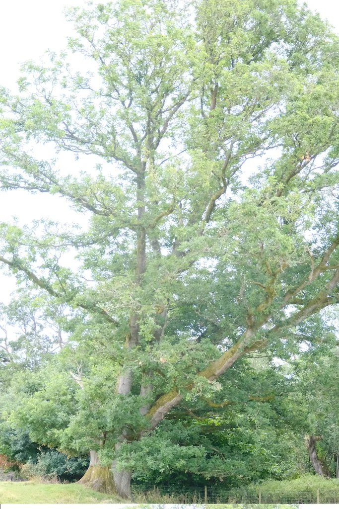 meet a tree in kielder forest and northumberland