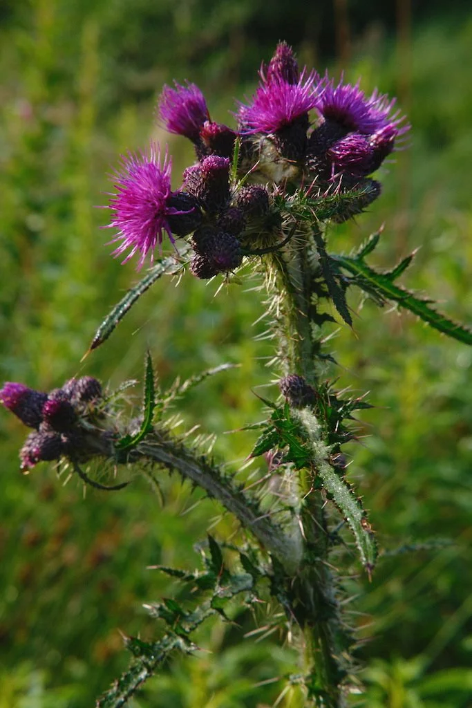 DSCF4053.JPG