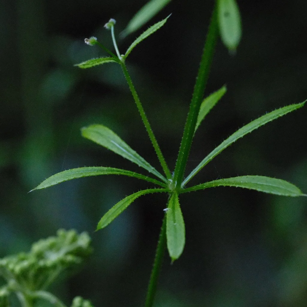 DSCF3960.JPG
