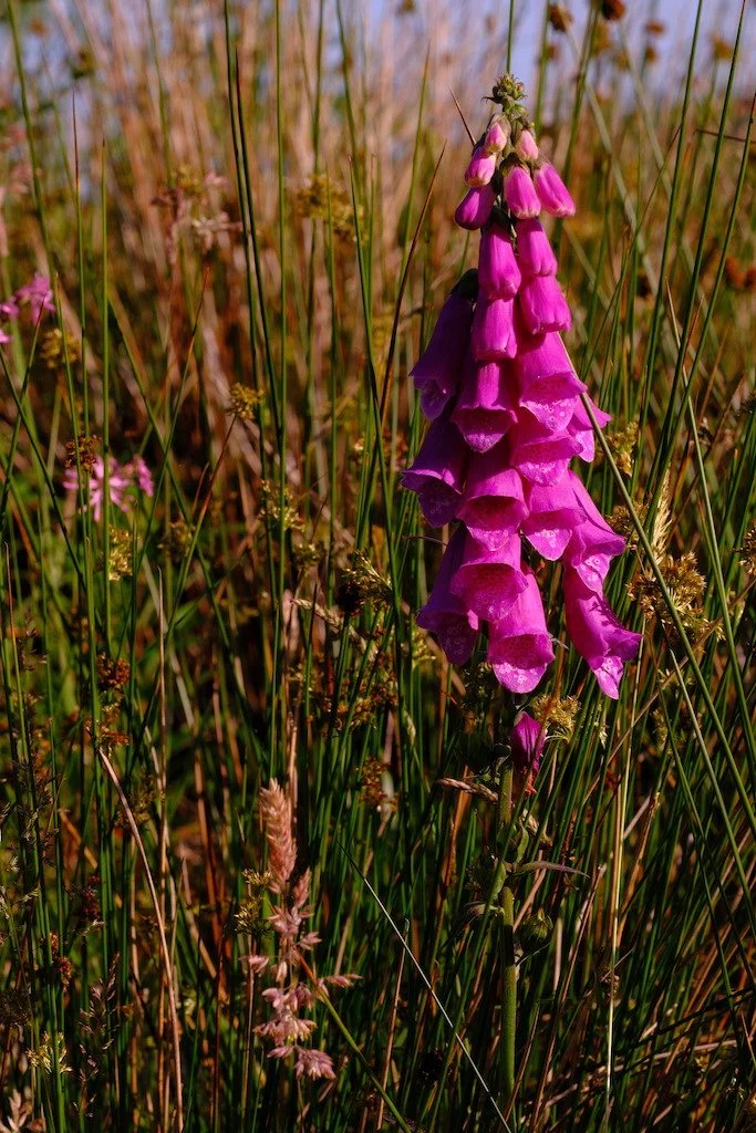 DSCF3866.JPG