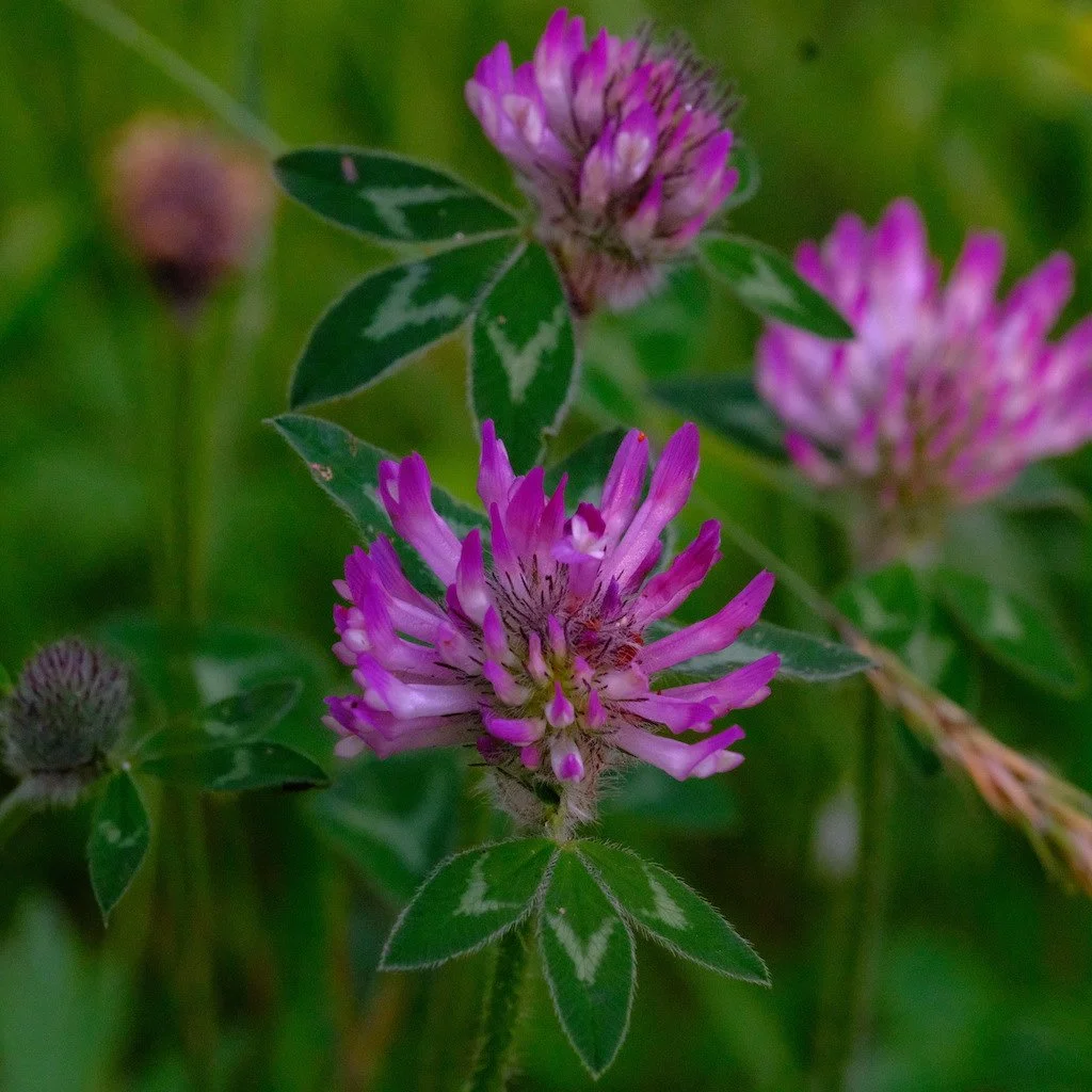 DSCF3853.JPG