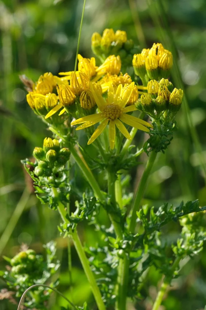 DSCF0017.JPG