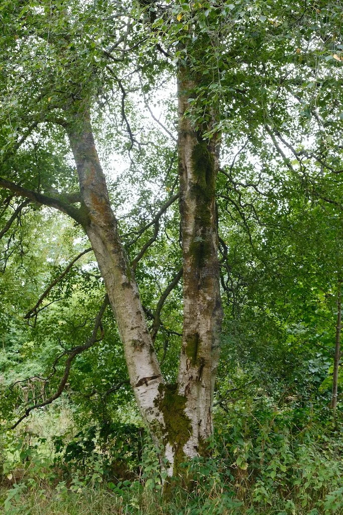 meet a tree in kielder forest and northumberland