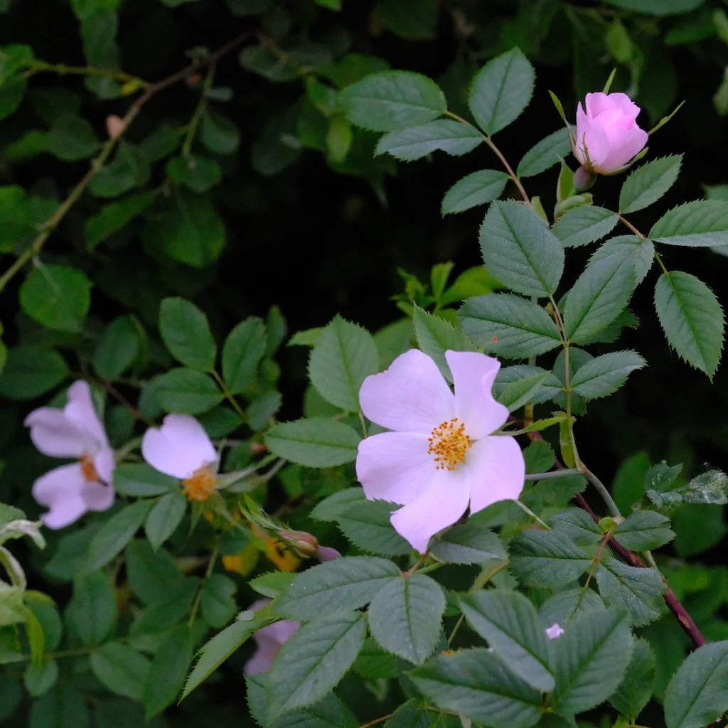 DSCF3842.JPG
