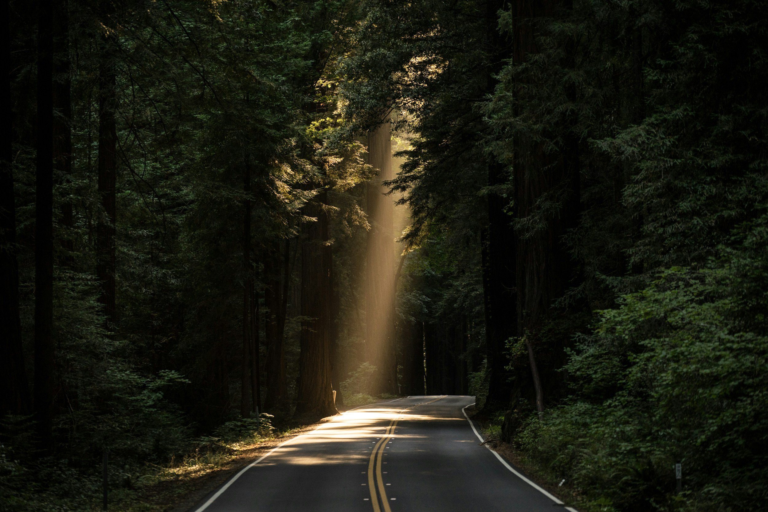 A winding road passing through a dense forest with tall trees and sunlight filtering through the branches.
