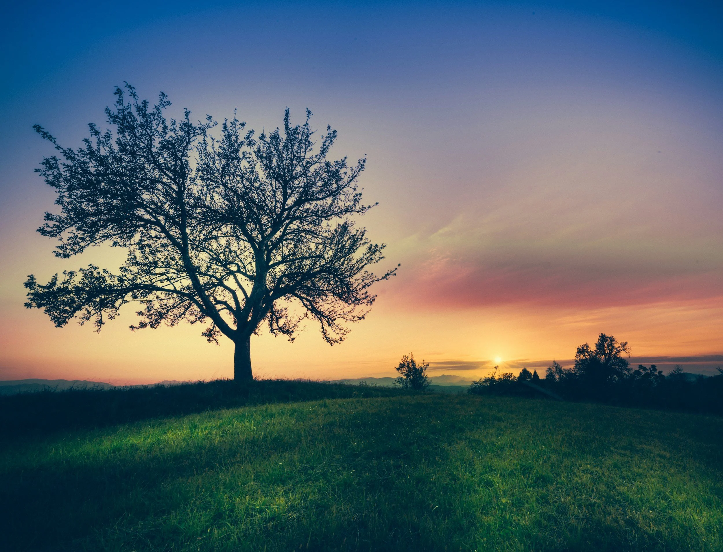 A lone tree on a grassy field at sunset with a colorful sky.