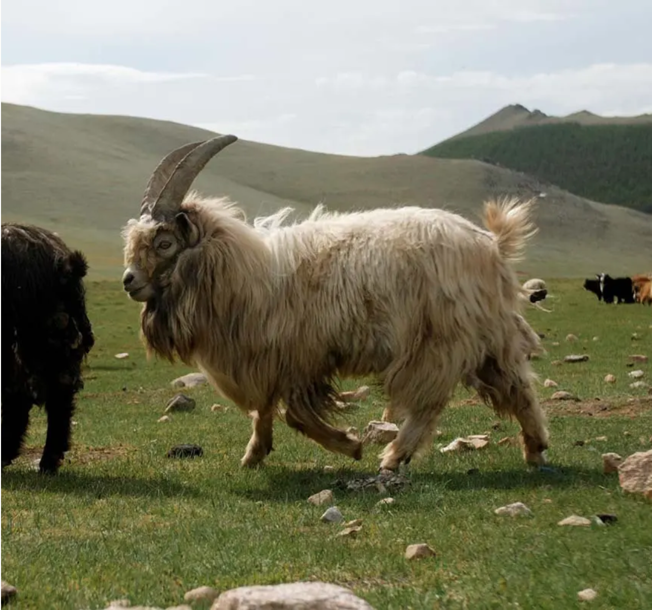 Cashmere goats roaming Scotland Borders springtime mountain scenery