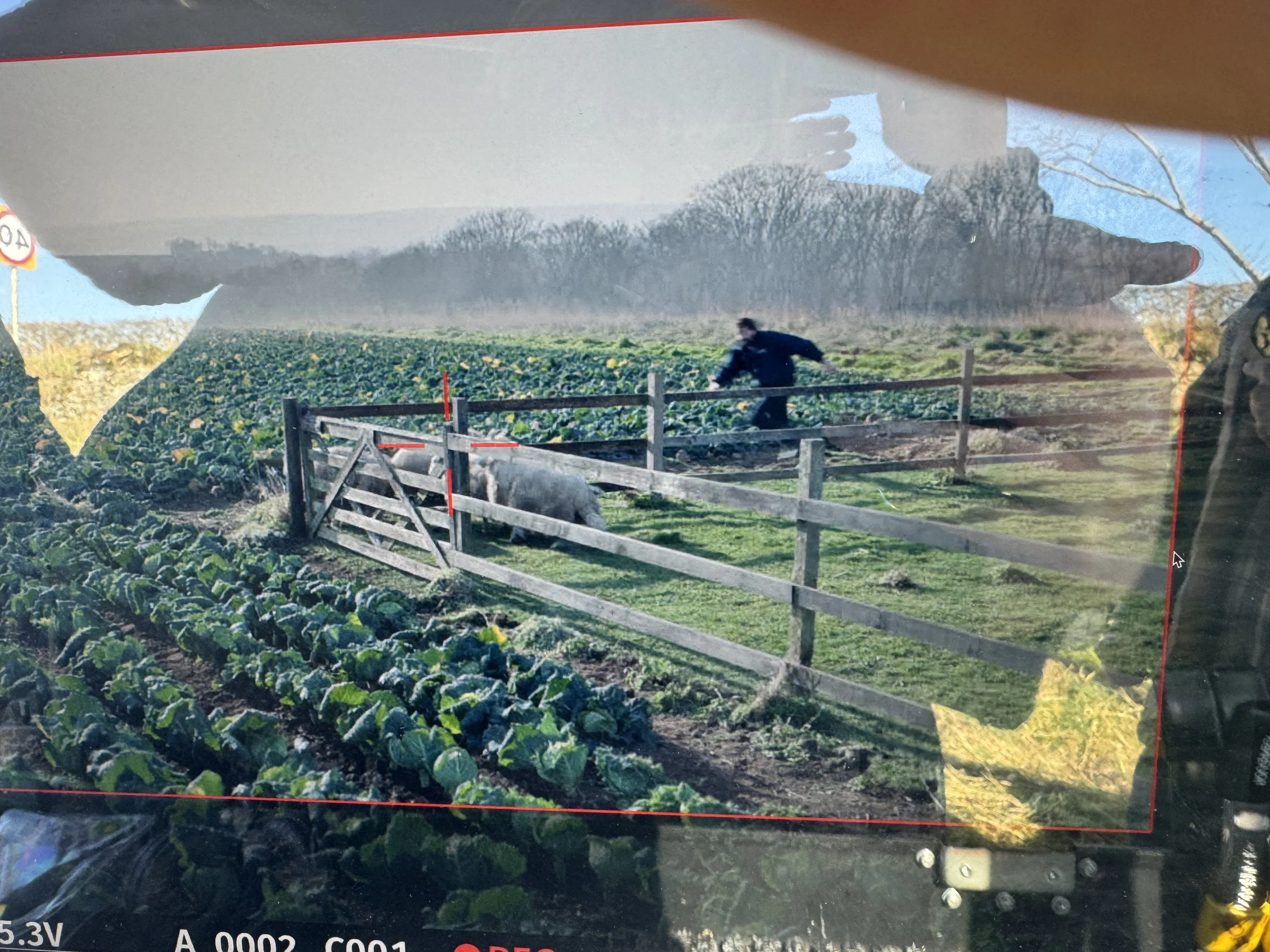 The sheep escaped and alas 
never made the edit - no joke. Sheep wrangler seen here running after them at the moment of escape.