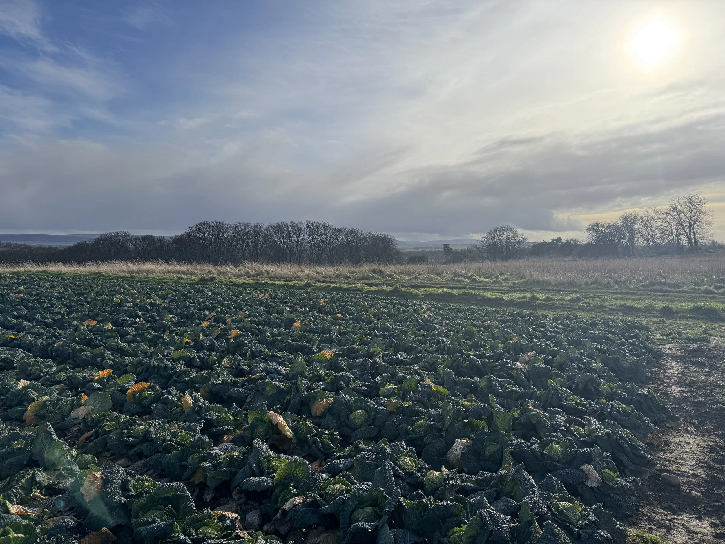 Before we cleaned up the crops